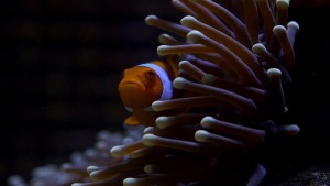 Great Barrier Reef Lồng Tiếng